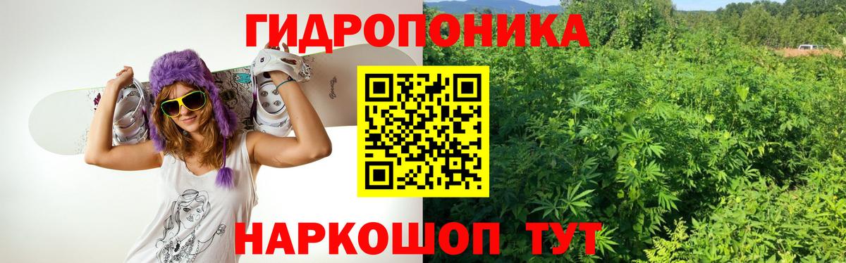 МАРИХУАНА сатива Отрадный